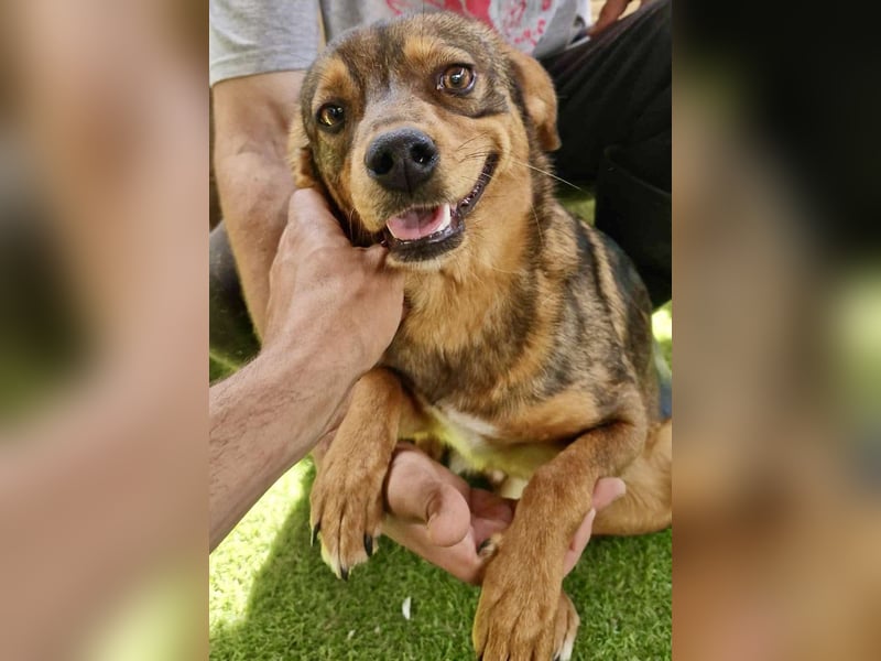 Kleine 9 kg Junghündin Fee ist freundlich und verschmust