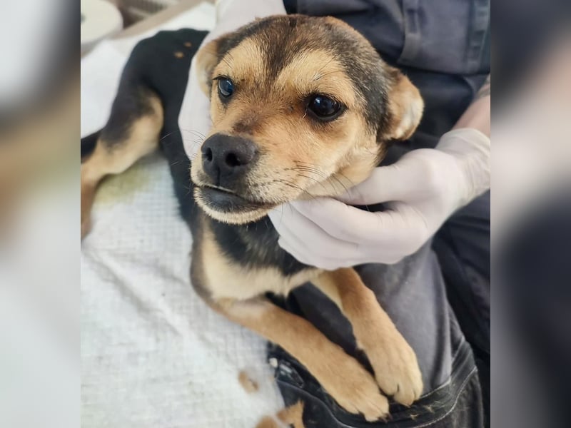 Finja - kleine 6 kg-Junghündin