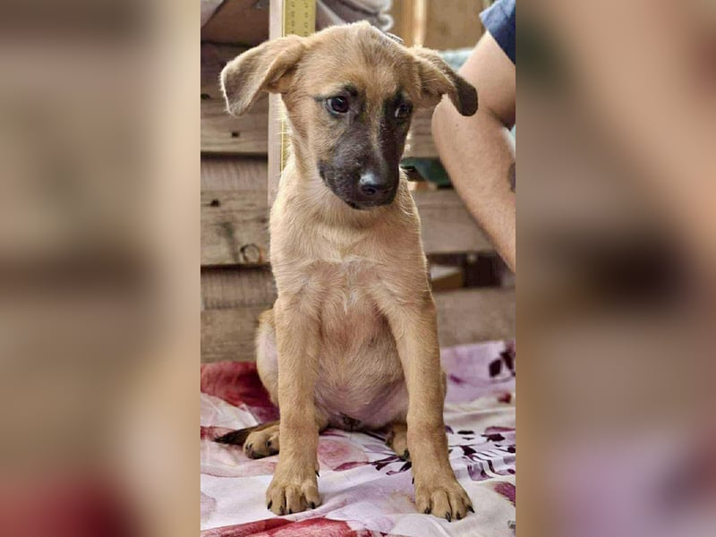 Shiva – 3,5 Monate jung, sucht liebevolle Kinderstube