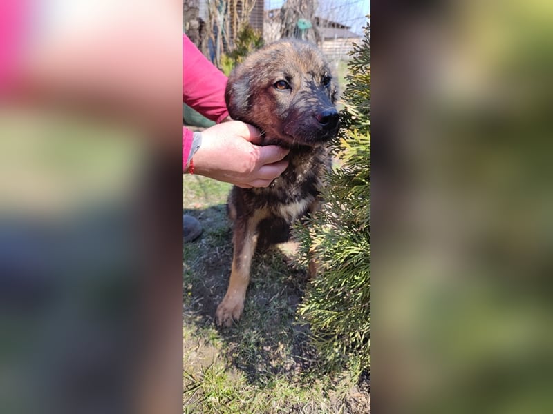 Mila – 6 Monate, zauberhaftes Hundekind mit Schäffi Zeichnung