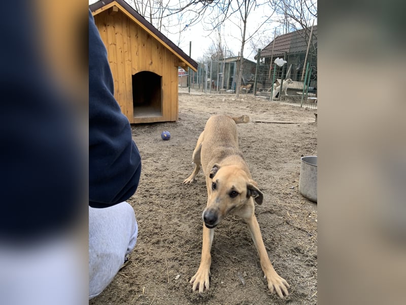 KATHI, Hündin, 6,5 Jahre, 55 cm, Mischling, Tierschutz