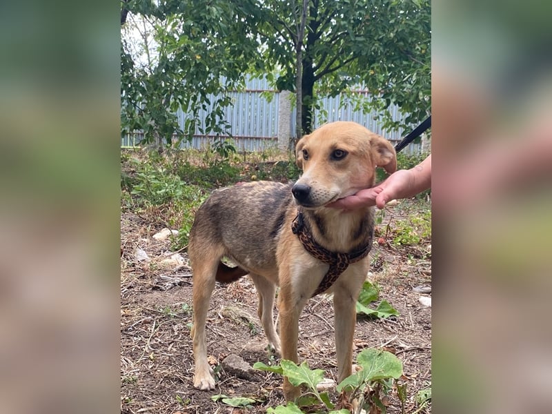 Fizz – zartes Hundemädchen auf Familiensuche, 1,5 Jahre