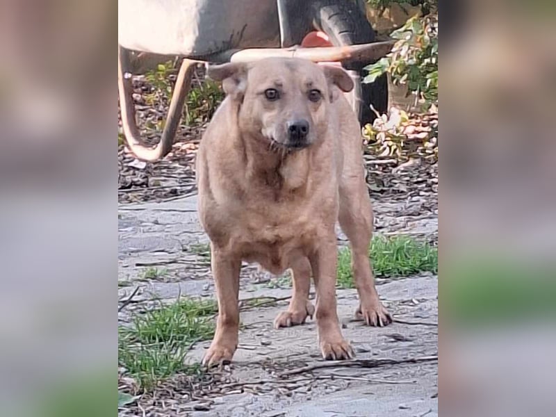 ⭐️FUNNY⭐️, Hündin, 8,5 Jahre, 35 cm, Mischling, Tierschutz
