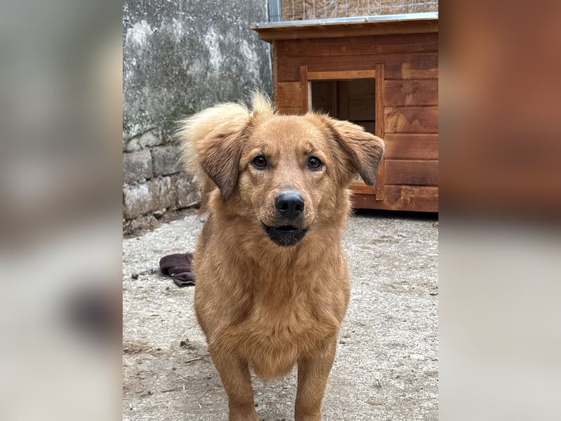 DIXY, Hündin, 2 Jahre, 30 cm, Mischling, Tierschutz