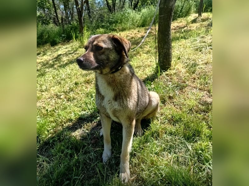 Kara Tierschutzhund sucht ein Zuhause
