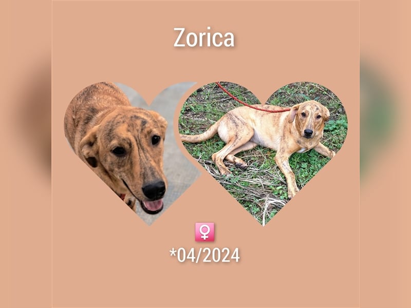 Welpe Zorica lebt in Rumänien und hätte gerne ein Zuhause für immer