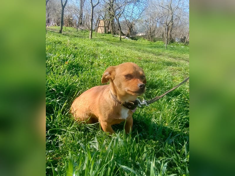 Eda Tierschutzhund sucht ein Zuhause