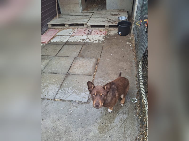 Lola Tierschutzhund sucht ein Zuhause