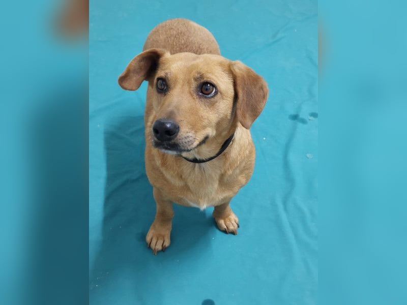 Ginger will Zuhause ankommen