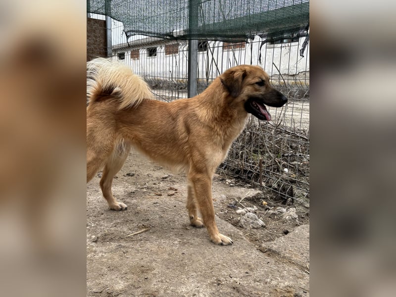 DISSY, Hündin, 2 Jahre, 50 cm, Mischling, Tierschutz