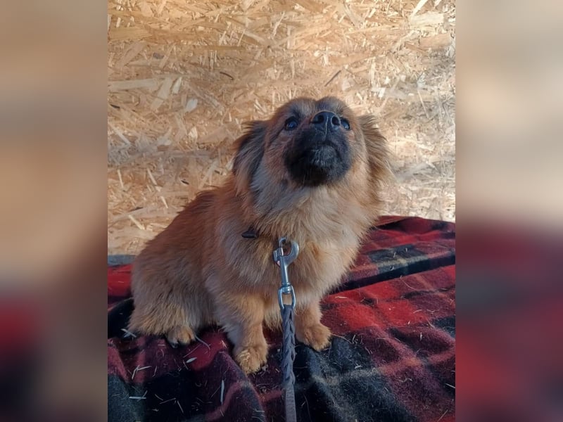 Suri Tierschutzhund sucht ein Zuhause