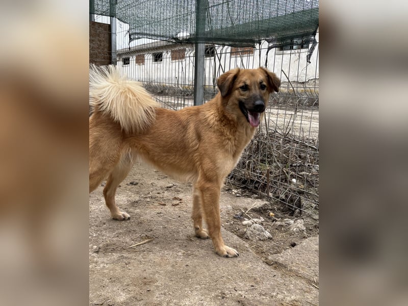 DISSY, Hündin, 2 Jahre, 50 cm, Mischling, Tierschutz