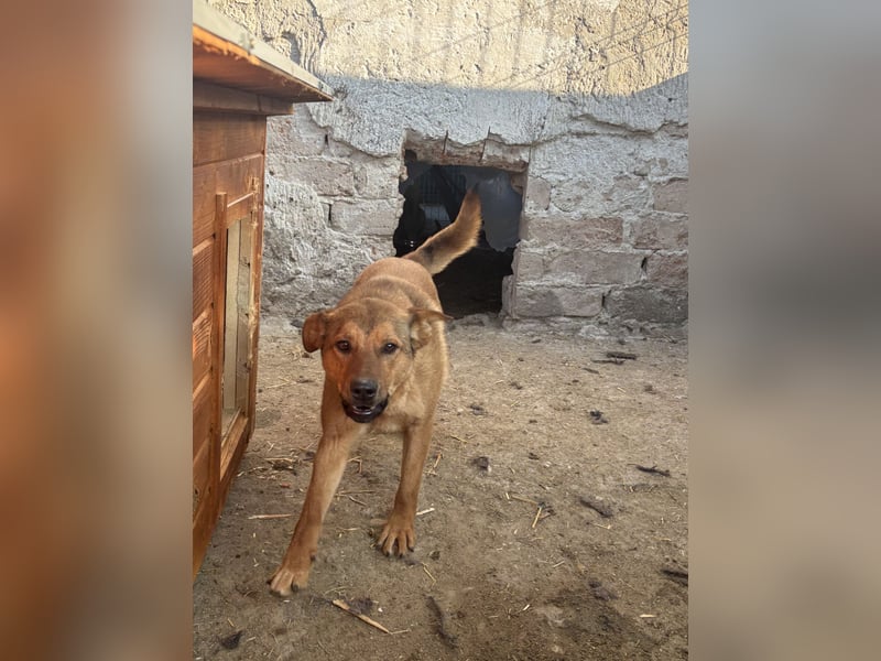 BROWN BEAUTY, Hündin, 1 Jahr, 55 cm, Mischling, Tierschutz