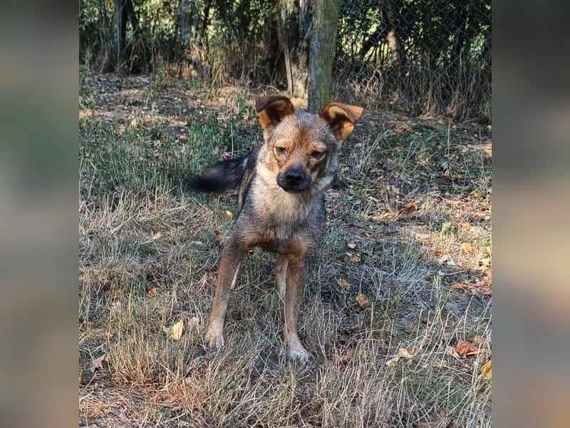 Maja Tierschutzhund sucht ein Zuhause