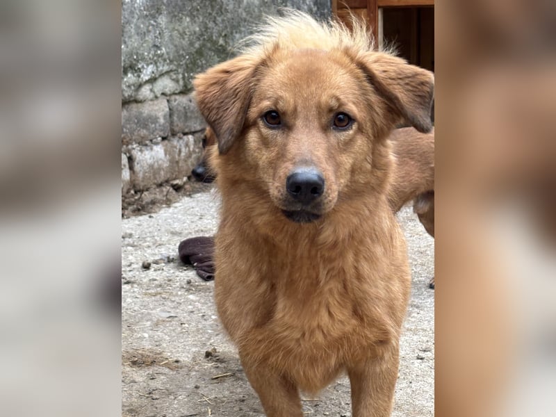 DIXY, Hündin, 2,5 Jahre, 30 cm, Mischling, Tierschutz