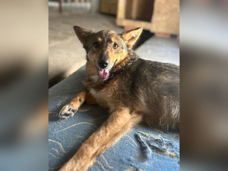 ⭐️HERA⭐️, Hündin, 3,5 Jahre, 48 cm, Mischling, Tierschutz