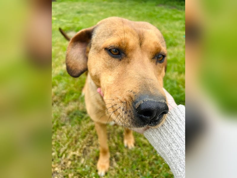 Fata Tierschutzhund sucht ein Zuhause
