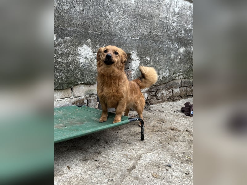 DIXY, Hündin, 2 Jahre, 30 cm, Mischling, Tierschutz