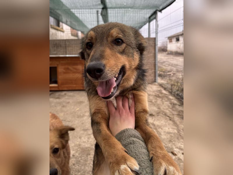 ⭐️HERA⭐️, Hündin, 3,5 Jahre, 48 cm, Mischling, Tierschutz