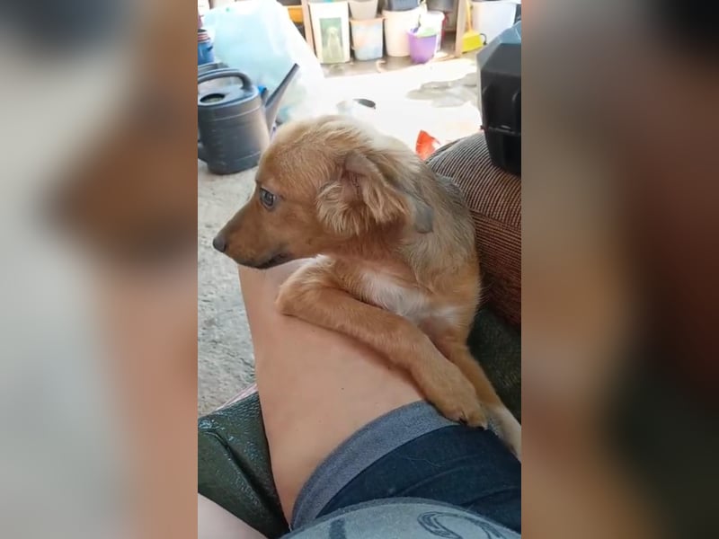 MAJA, liebe Hündin, 5 Monate, aktuell 26 cm, Mischling, Tierschutz