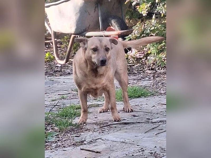 ⭐️FUNNY⭐️, Hündin, 8,5 Jahre, 35 cm, Mischling, Tierschutz