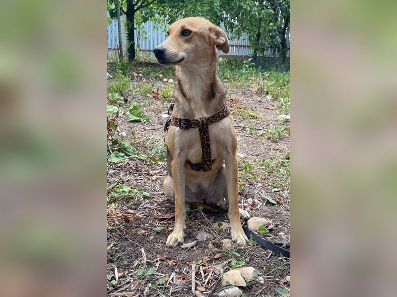 Fizz – zartes Hundemädchen auf Familiensuche, 1,5 Jahre