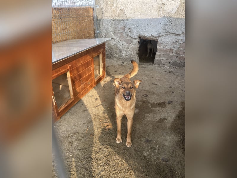 BROWN BEAUTY, Hündin, 1 Jahr, 55 cm, Mischling, Tierschutz