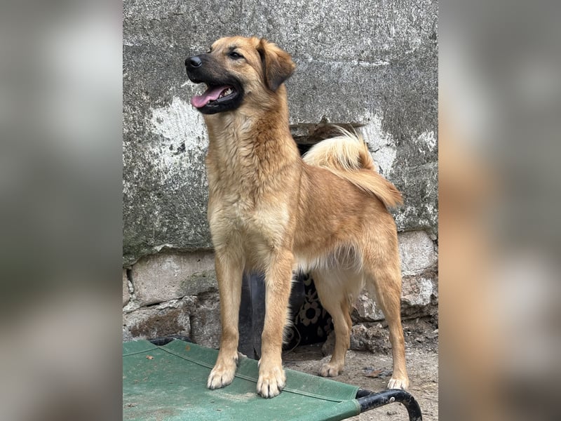 DISSY, Hündin, 2 Jahre, 50 cm, Mischling, Tierschutz