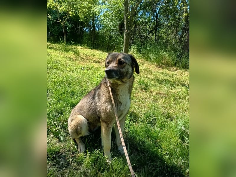 Kara Tierschutzhund sucht ein Zuhause