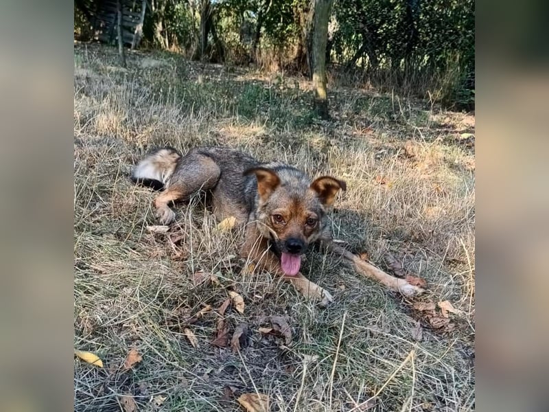 Maja Tierschutzhund sucht ein Zuhause