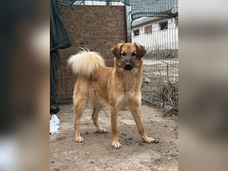 DISSY, Hündin, 2 Jahre, 50 cm, Mischling, Tierschutz