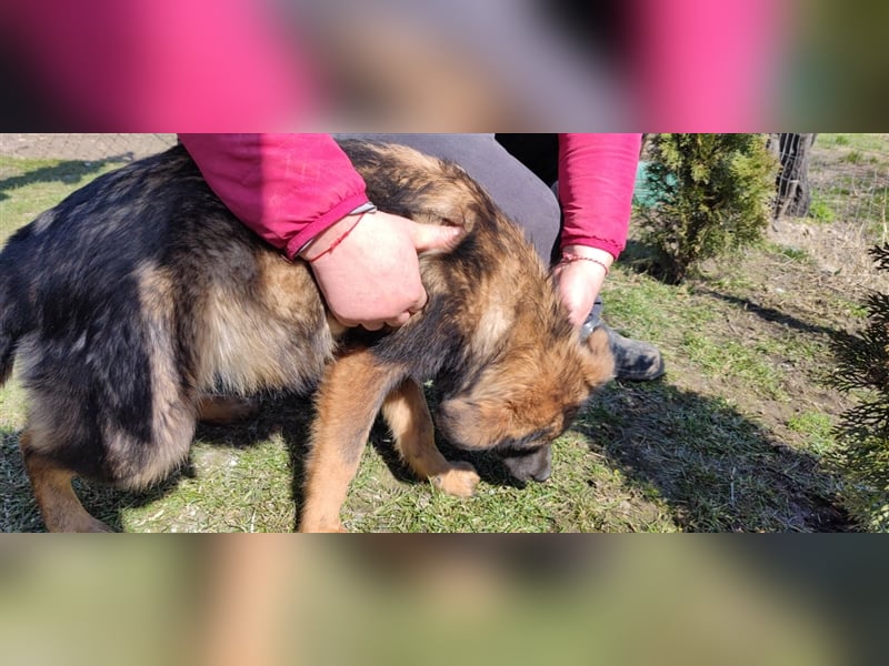 Mila – 6 Monate, zauberhaftes Hundekind mit Schäffi Zeichnung