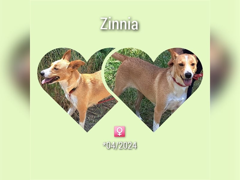 Welpe Zinnia lebt in Rumänien und hätte gerne ein Zuhause für immer