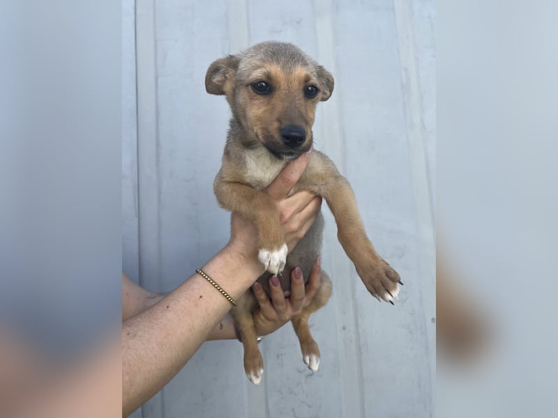 Pakk sucht ein Zuhause