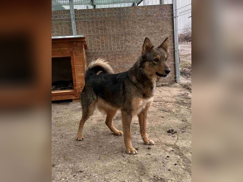 ⭐️HERA⭐️, Hündin, 3,5 Jahre, 48 cm, Mischling, Tierschutz