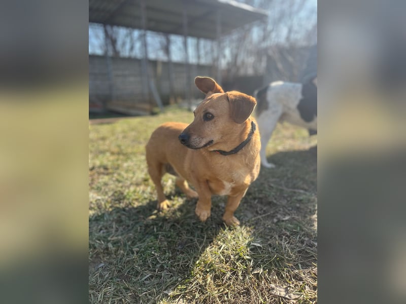 Ginger will Zuhause ankommen