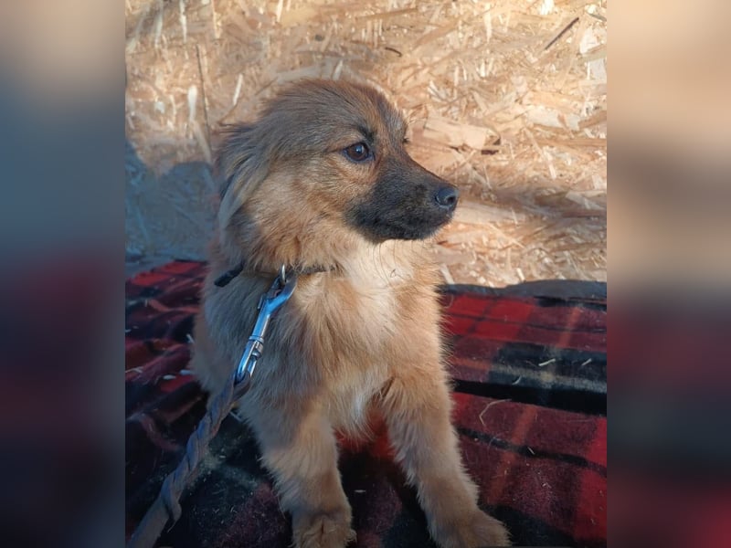 Suri Tierschutzhund sucht ein Zuhause