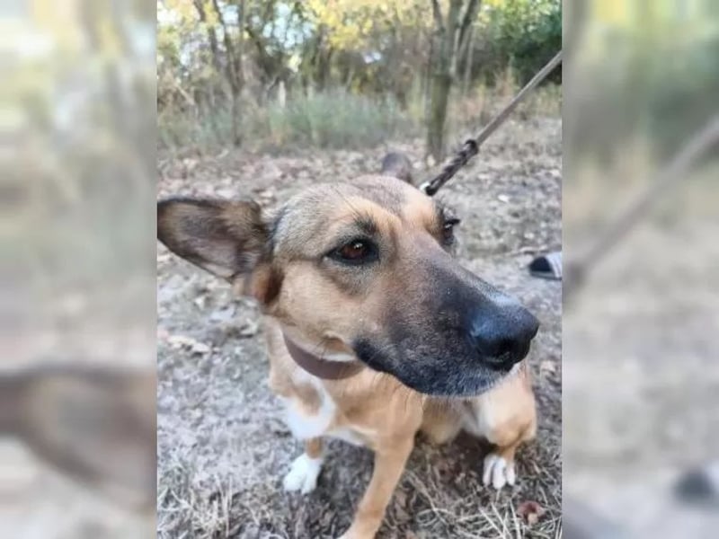 Nayana Tierschutzhund sucht ein Zuhause