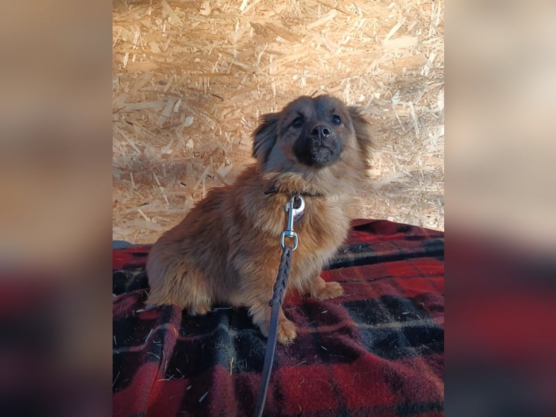 Suri Tierschutzhund sucht ein Zuhause