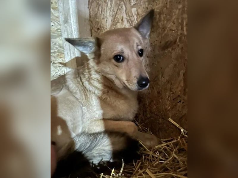 ⭐️FLORI⭐️, Hündin, 3,5 Jahre, 47cm, Mischling, Tierschutz