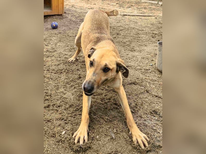 ⭐️KATHI⭐️, Hündin, 7 Jahre, 55 cm, Mischling, Tierschutz
