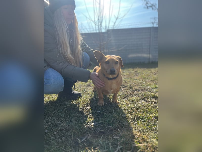 Ginger will Zuhause ankommen