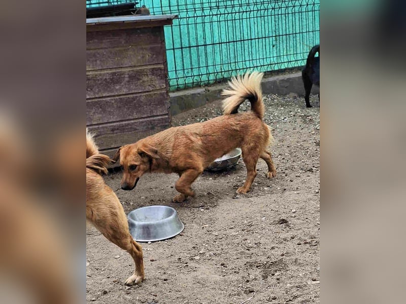 DIXY, Hündin, 2 Jahre, 30 cm, Mischling, Tierschutz