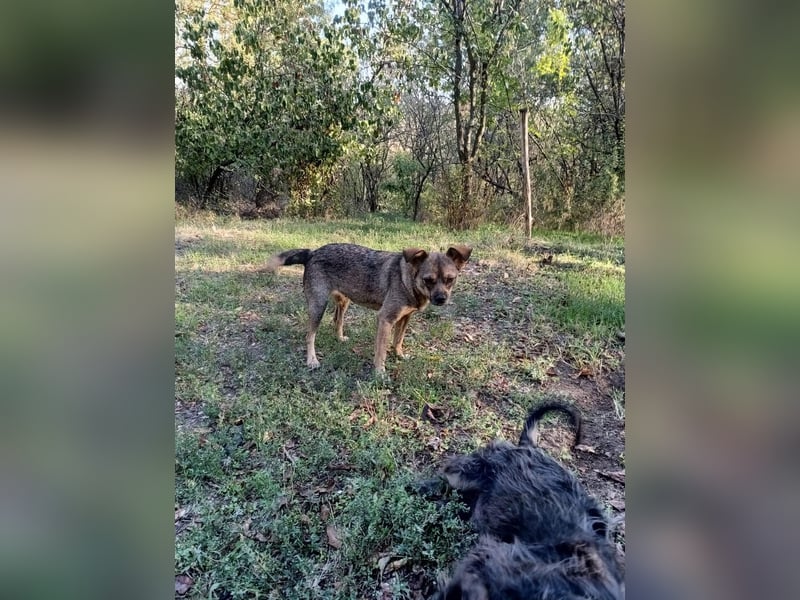 Maja Tierschutzhund sucht ein Zuhause