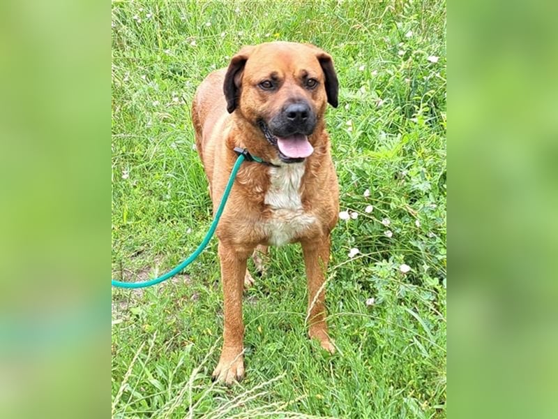 Honey ganz liebes Hundemädel wartet schon 5 Jahre auf die ausreise