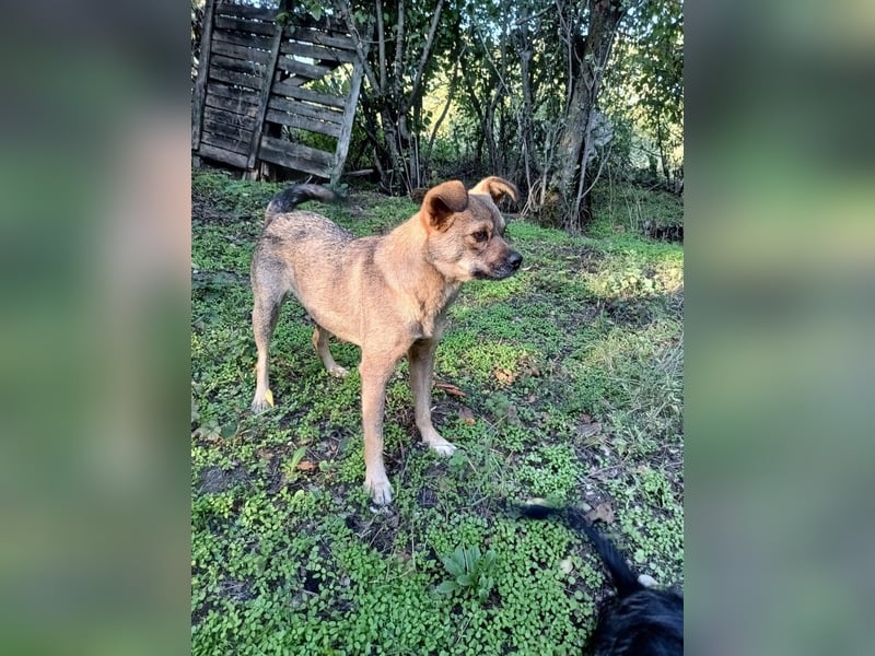 Maja Tierschutzhund sucht ein Zuhause