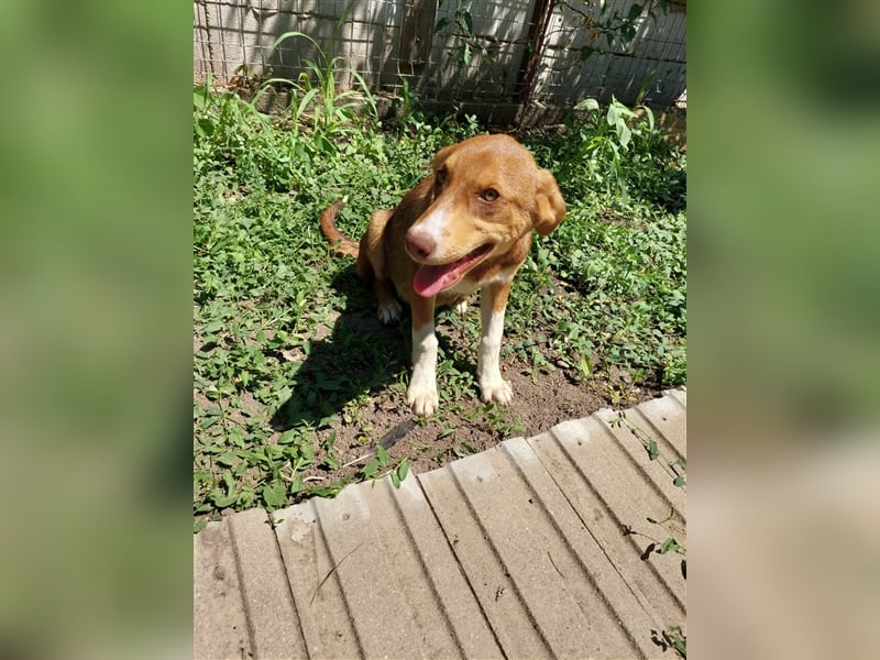Carla – 5 Monate alte Herzensbrecherin mit wunderschönen Augen