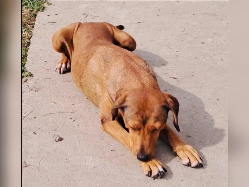 Fata Tierschutzhund sucht ein Zuhause