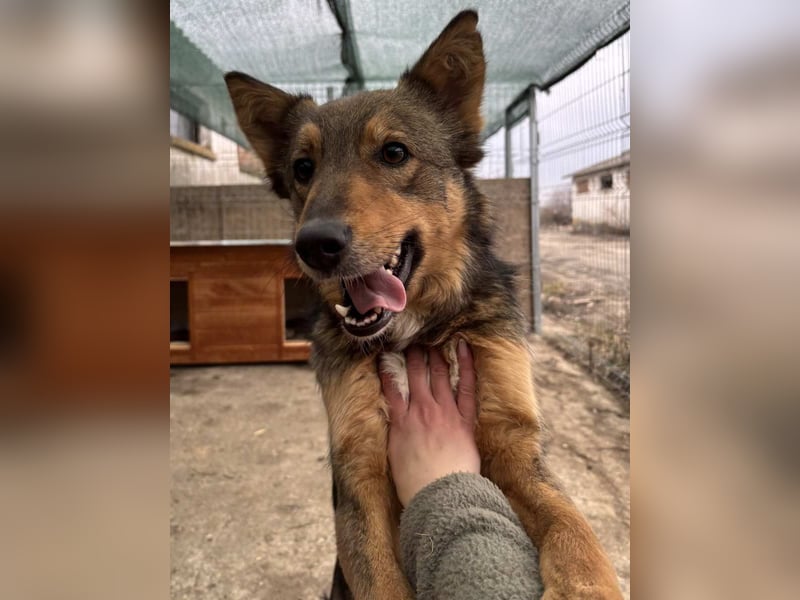 ⭐️HERA⭐️, Hündin, 3,5 Jahre, 48 cm, Mischling, Tierschutz