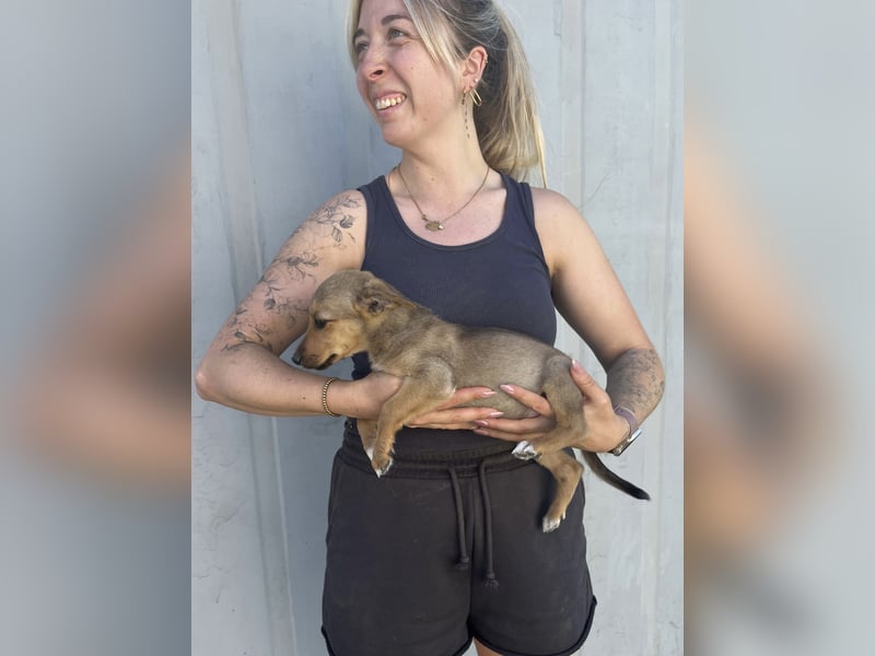 Pakk sucht ein Zuhause